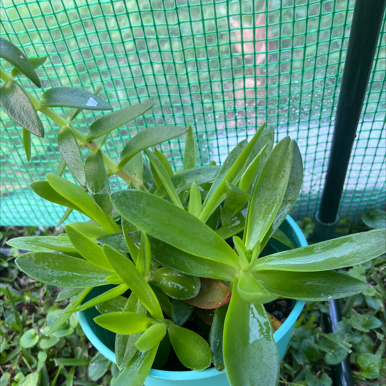 Crassula capitella 'Campfire' plant in a small pot with vibrant green leaves.