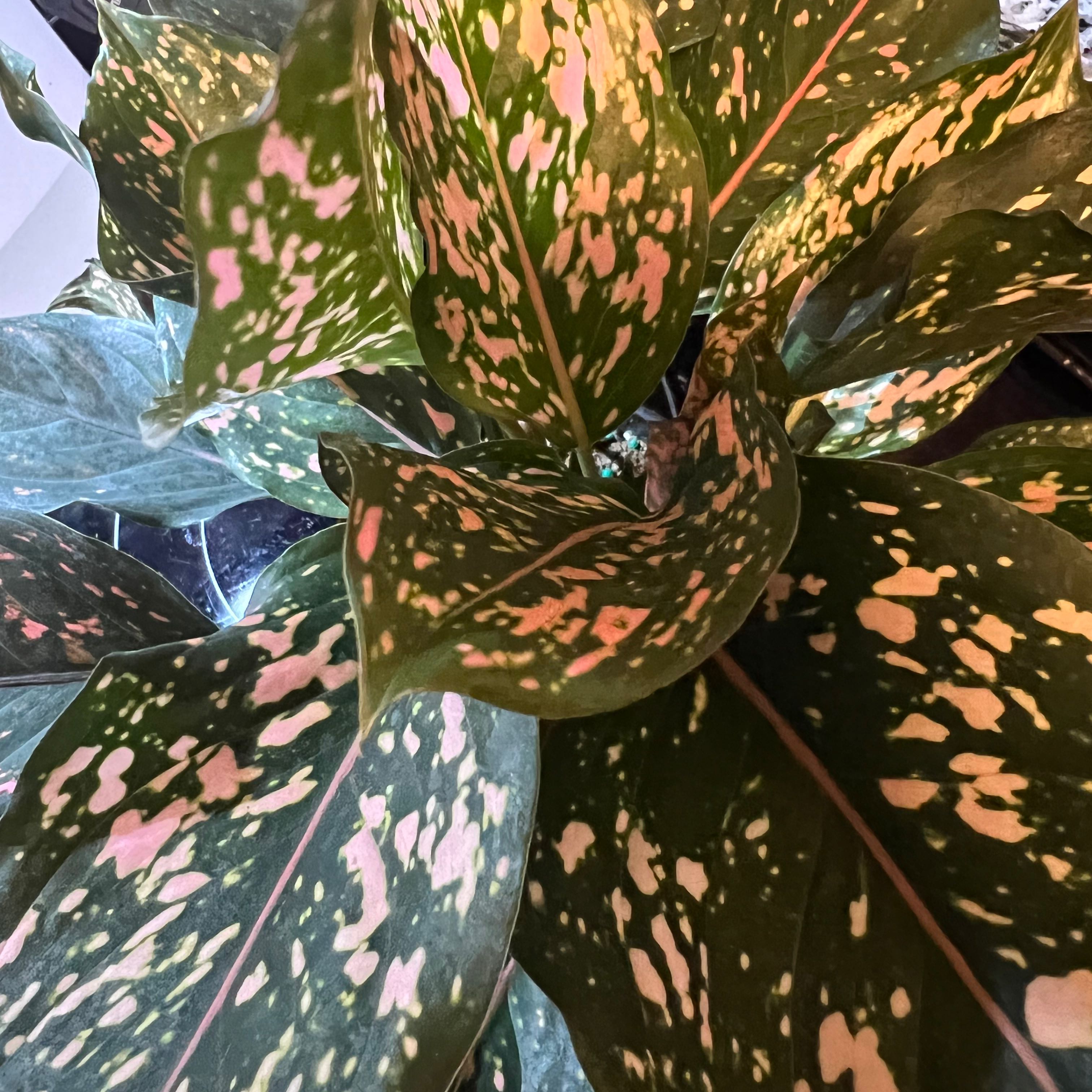 Pink Dalmatian Aglaonema with variegated pink and green leaves.