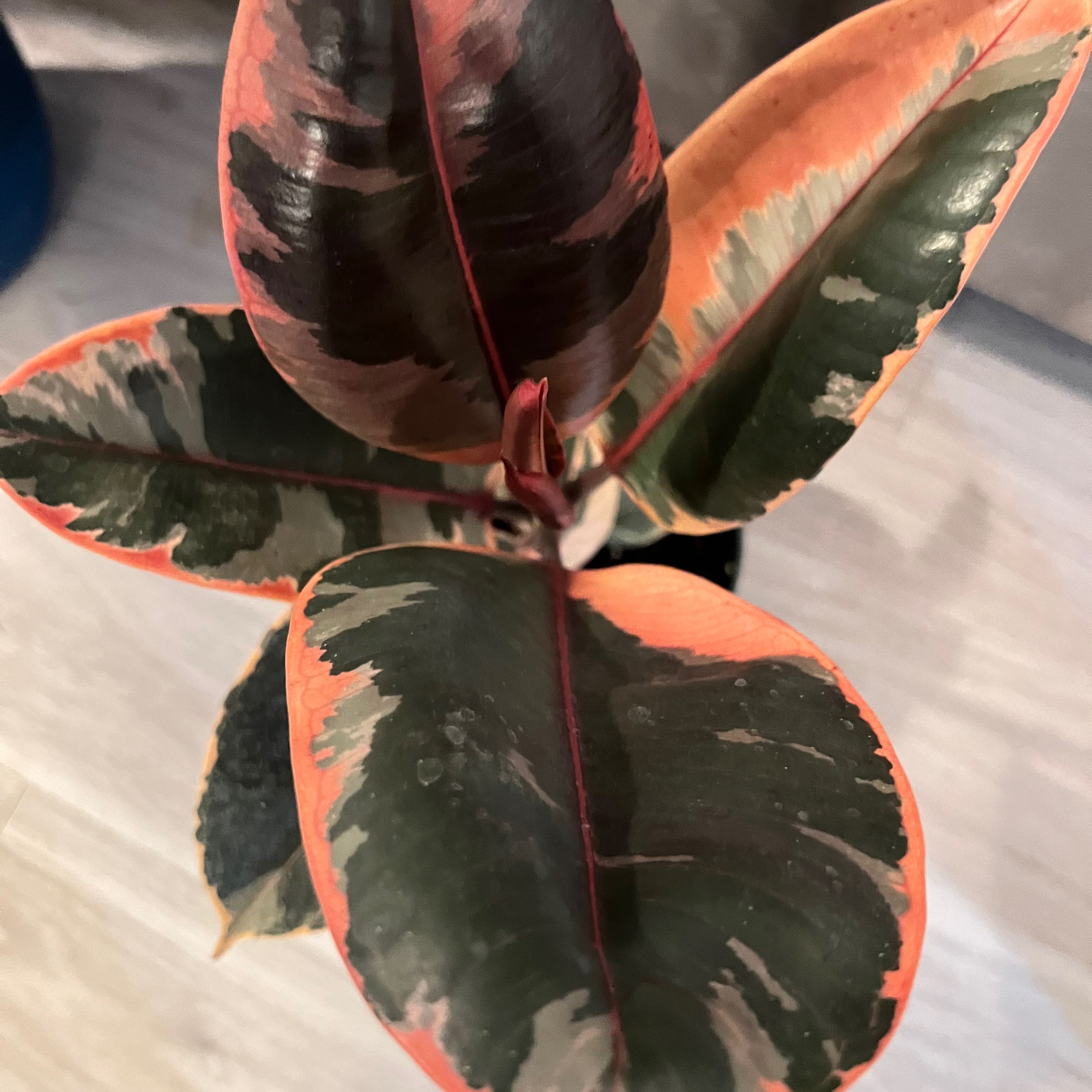 Photo of the plant species Ficus 'Ruby' by @theplantymammy named Ruby on Greg, the plant care app