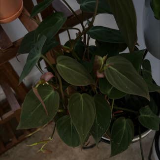 Philodendron Micans plant in Virginia Beach, Virginia