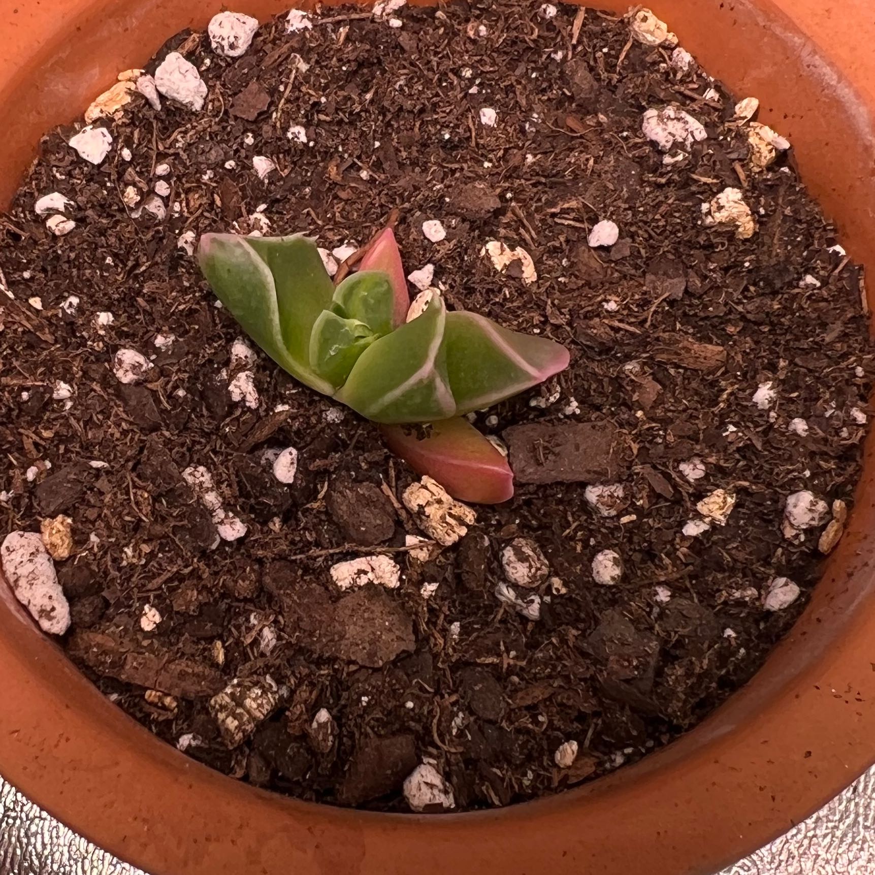 Tiger's Jaw succulent in a terracotta pot with visible soil.