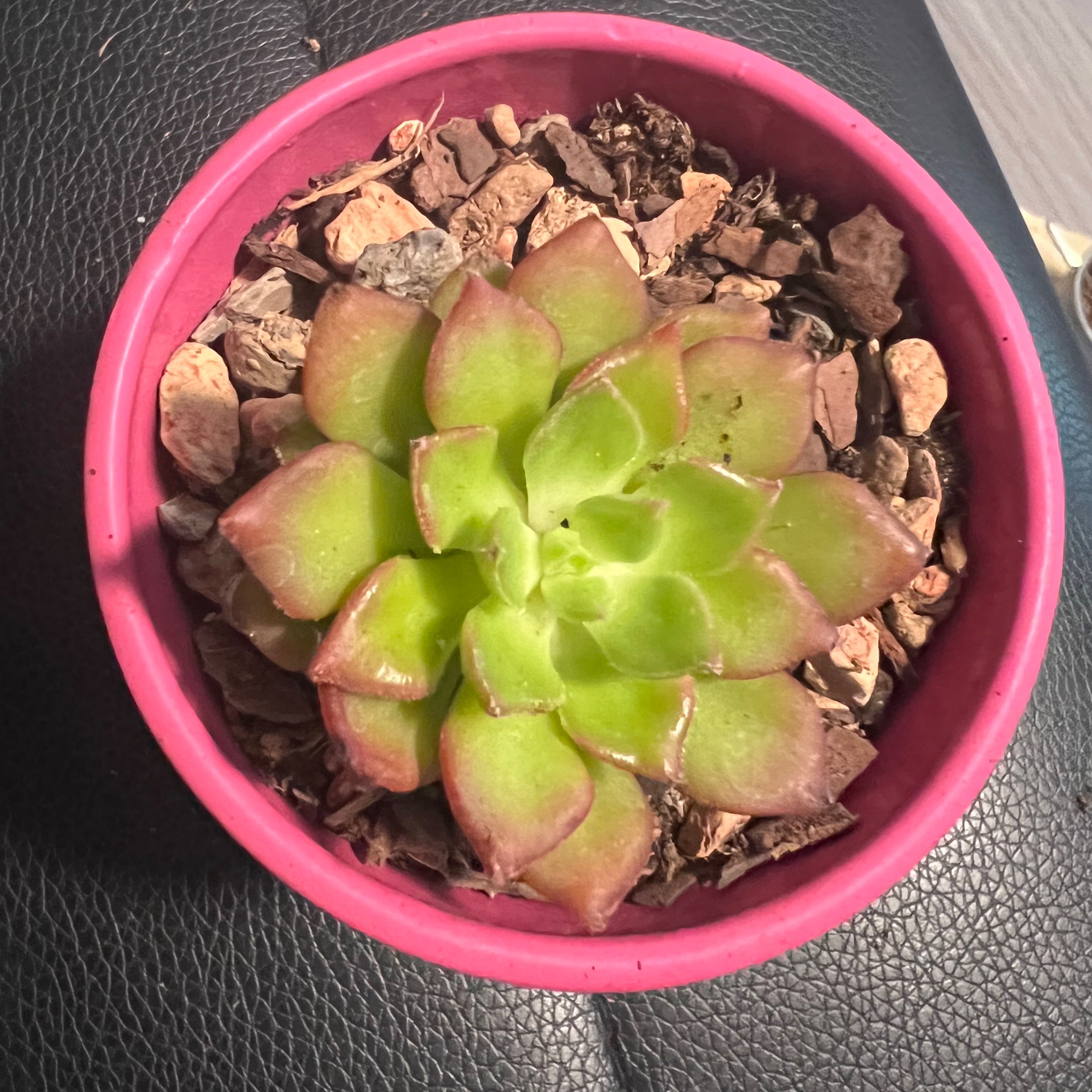Sedeveria 'Letizia' succulent in a pink pot with visible soil and healthy green leaves with red tips.