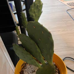 Eastern Prickly-Pear Cactus plant
