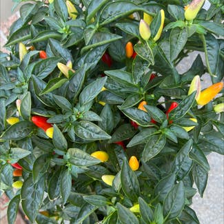 Ornamental Pepper plant in Virginia Beach, Virginia