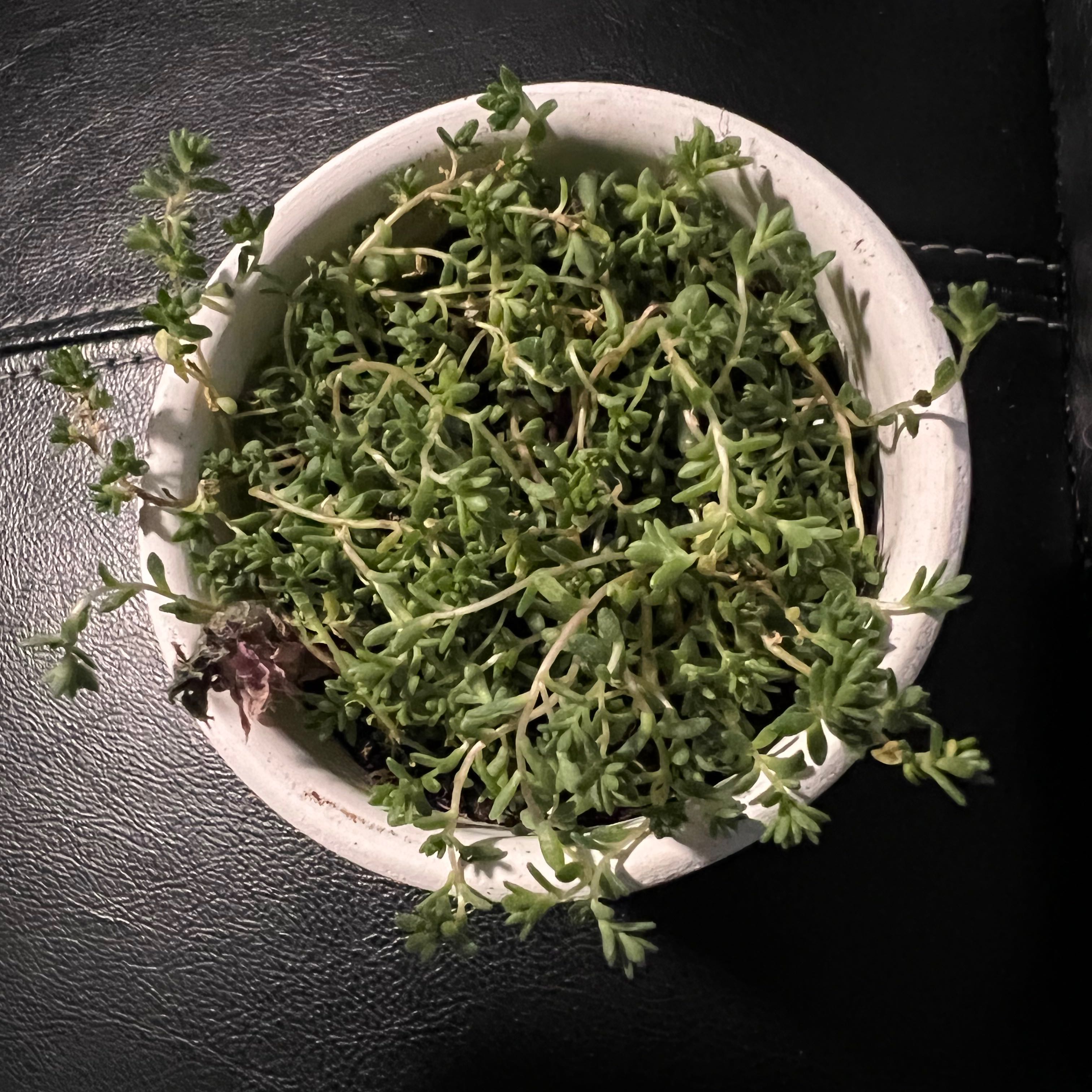 Photo of the plant species Tiny Form Sedum by @theplantymammy named Tiny Form on Greg, the plant care app