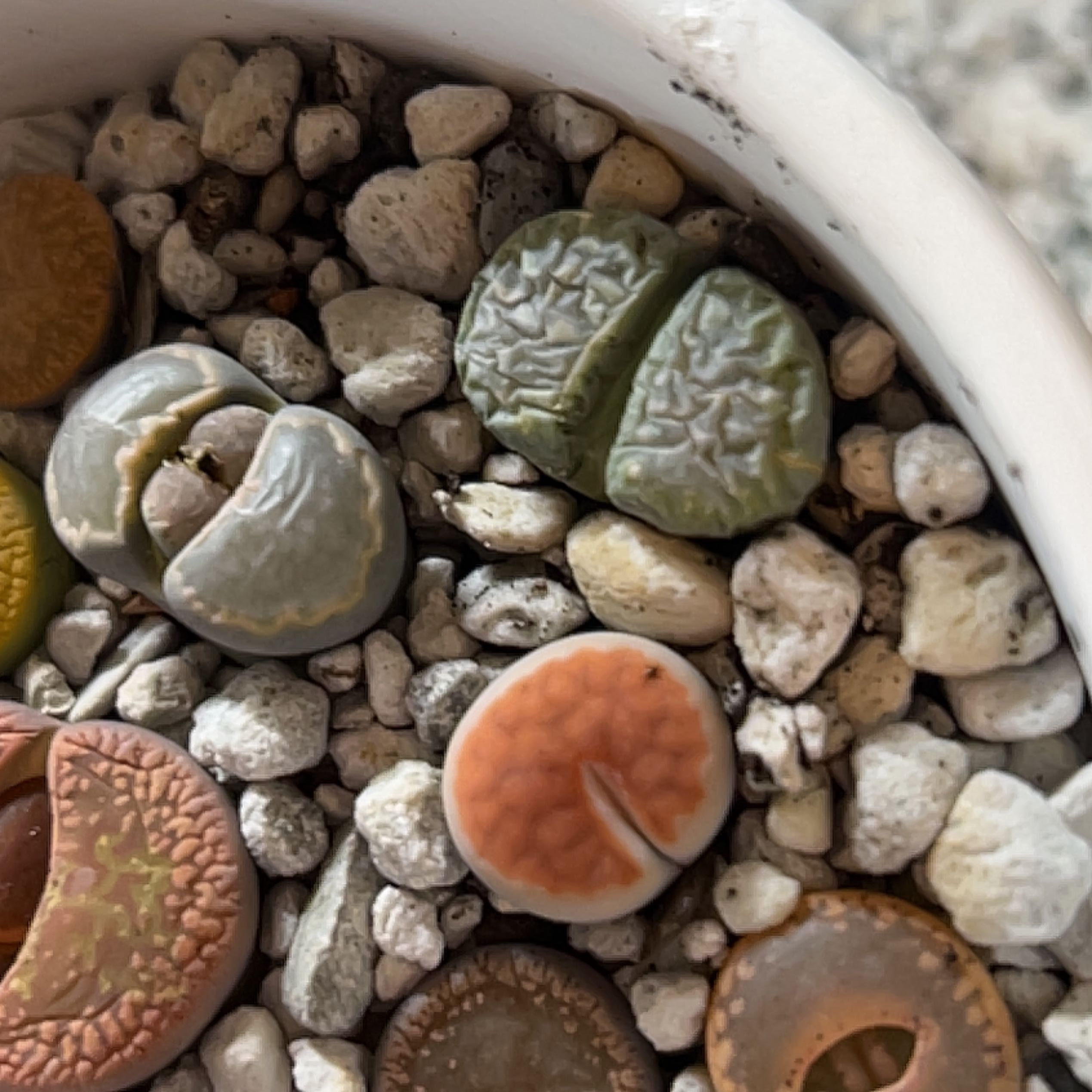Photo of the plant species Assorted Lithops by @theplantymammy named Bodhi on Greg, the plant care app