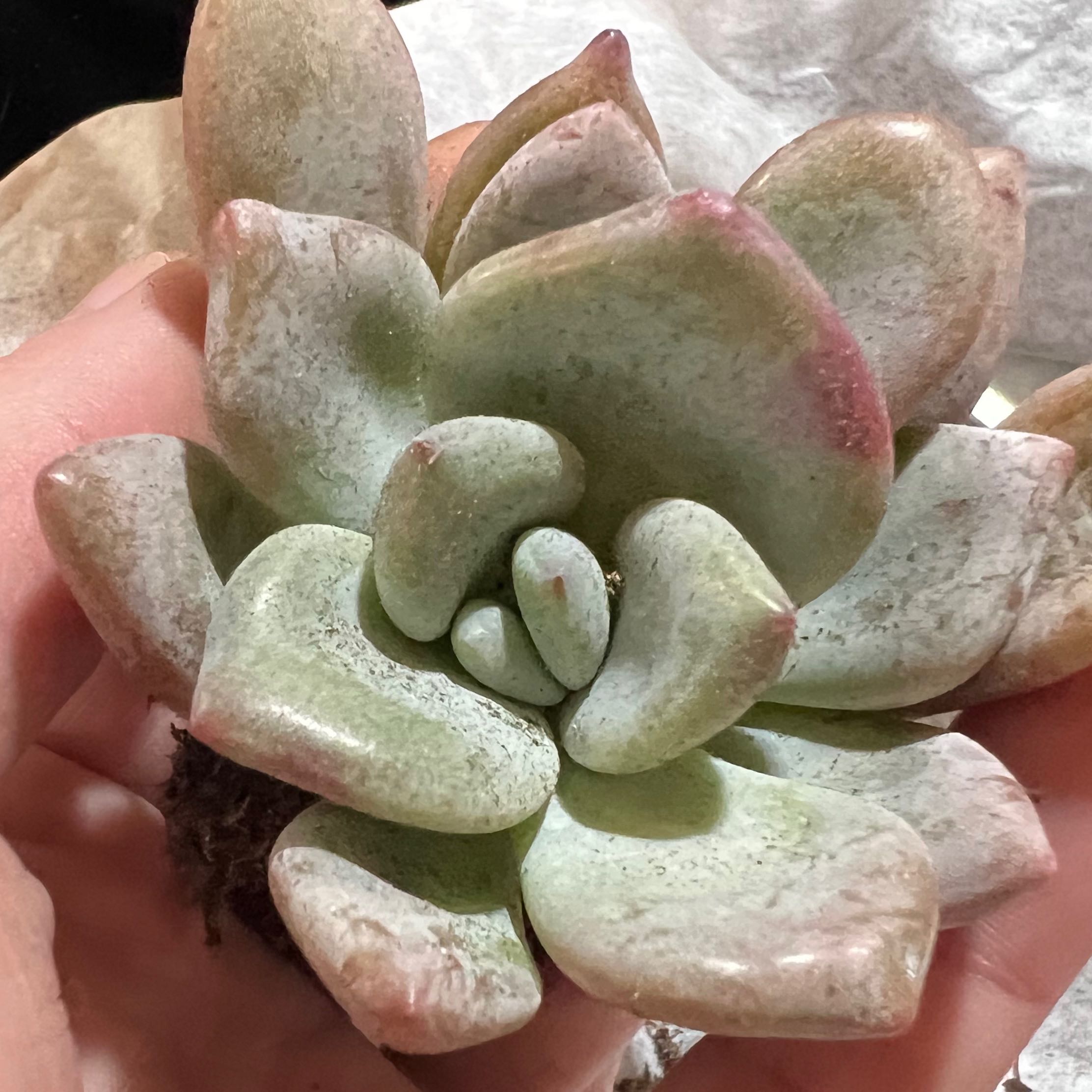Close-up of a Graptoveria 'Opalina' succulent with healthy, fleshy leaves and slight pinkish tips.