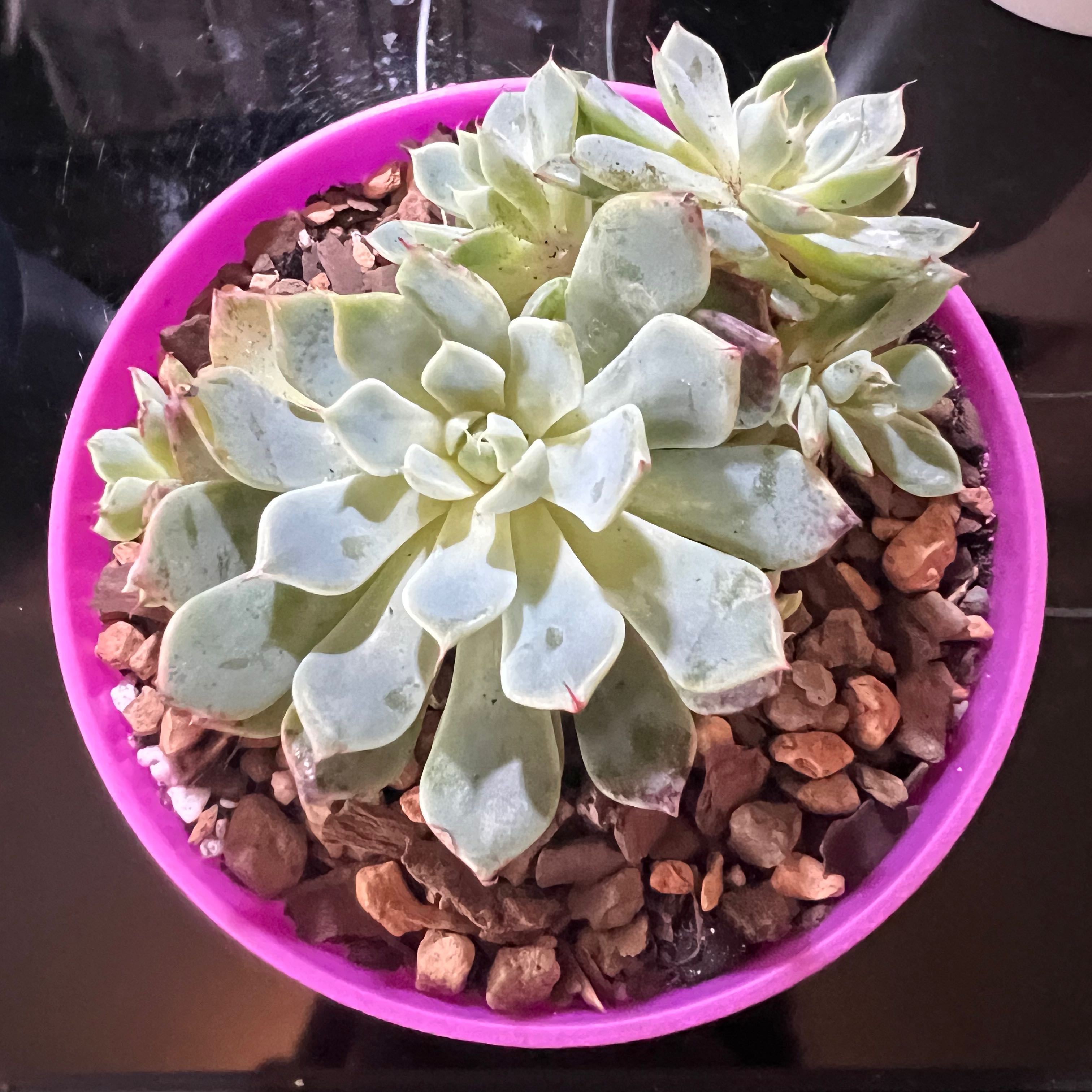 Photo of the plant species Echeveria 'Azulita' by @theplantymammy named Azulita on Greg, the plant care app