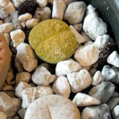 Photo of the plant species Lithops lesliei v. hornii 'Greenhorn' by @theplantymammy named Greenhorn on Greg, the plant care app