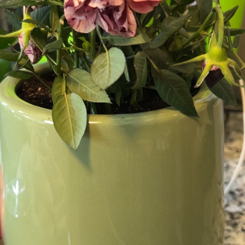 Potted Beach Rose with pink flowers in a green pot. Some flowers are wilting.