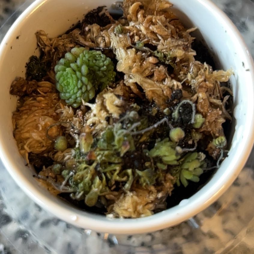 Photo of the plant species Monanthes polyphylla by @theplantymammy named Mona on Greg, the plant care app