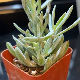 Photo of the plant species Senecio Mandraliscae by @theplantymammy named Mini Blue Chalksticks on Greg, the plant care app