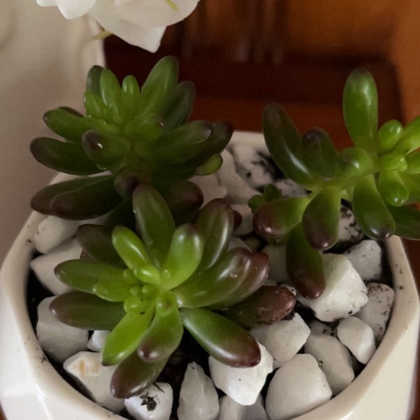 Photo of the plant species Sedum 'Pork and Beans' by @MotherBlueoak named Fernie Mac on Greg, the plant care app