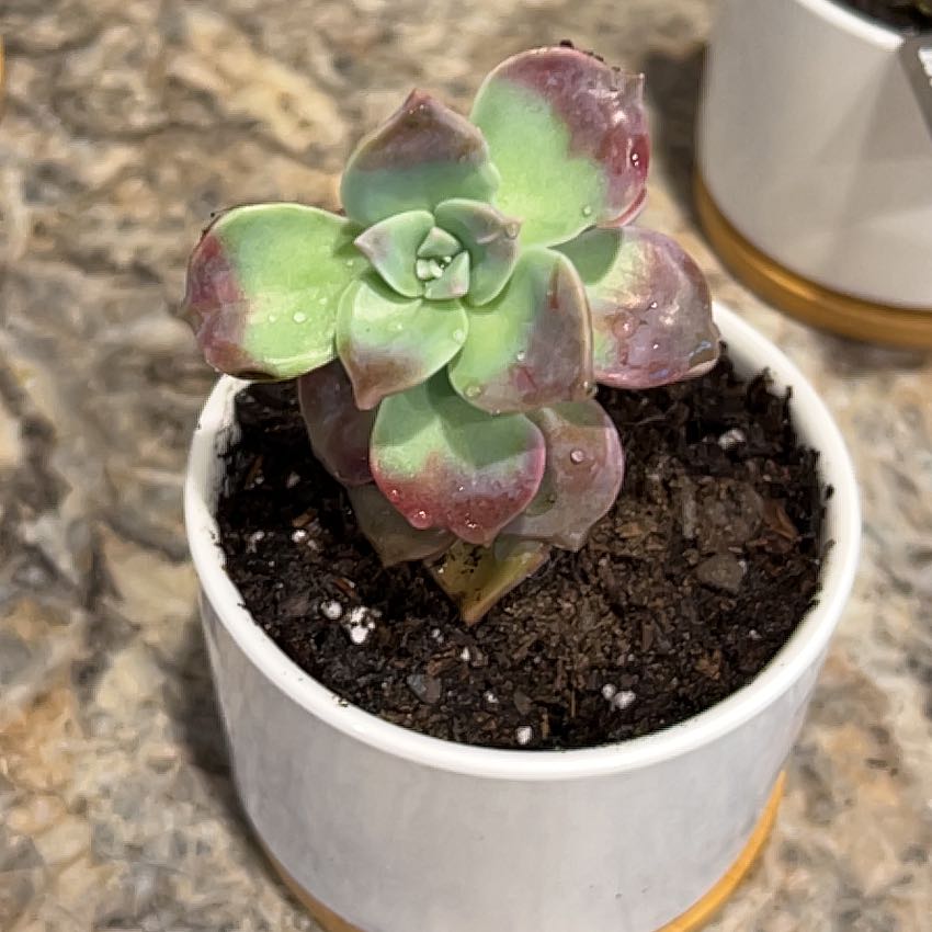 Photo of the plant species Graptopetalum pentandrum 'Murasaki' by @MotherBlueoak named Sol on Greg, the plant care app