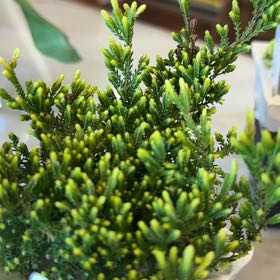 Photo of the plant species Scotch Heather by @AdmirableKaro32 named Muhammad Ali on Greg, the plant care app