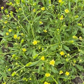 Photo of the plant species Blister Buttercup by @GiddyRiberry50 named Gaga on Greg, the plant care app