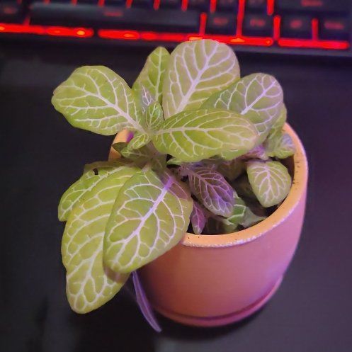 Photo of the plant species Fittonia 'Jolly Lemon' by @FairDonkeystail named Harmony on Greg, the plant care app