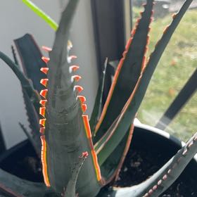 Photo of the plant species Aloe 'Swordfish' by @AdvisablePothos named Leonardo on Greg, the plant care app