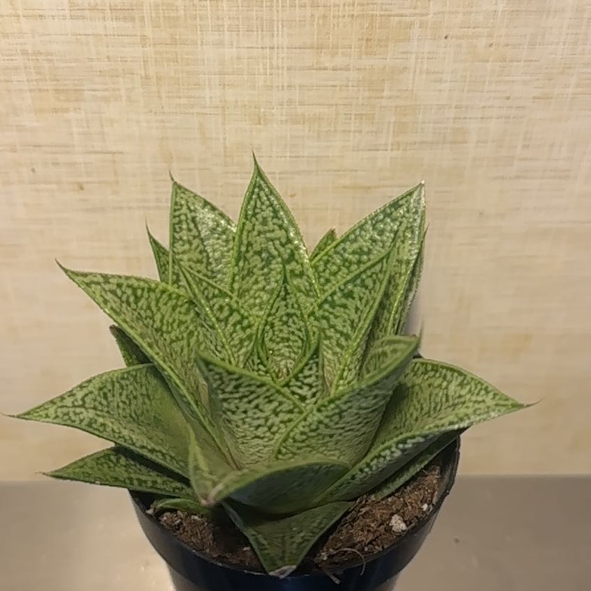 Photo of the plant species Gasteria Tiga by @RulerBeakedrush named James Dean on Greg, the plant care app