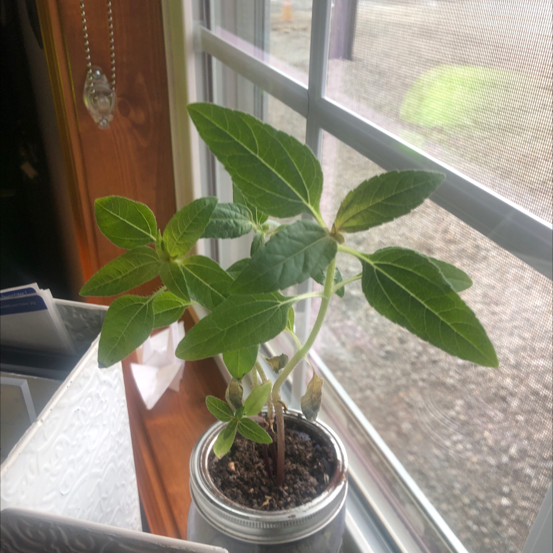 Healthy young sunflower plant with vibrant green leaves growing in a small pot on a sunny windowsill.