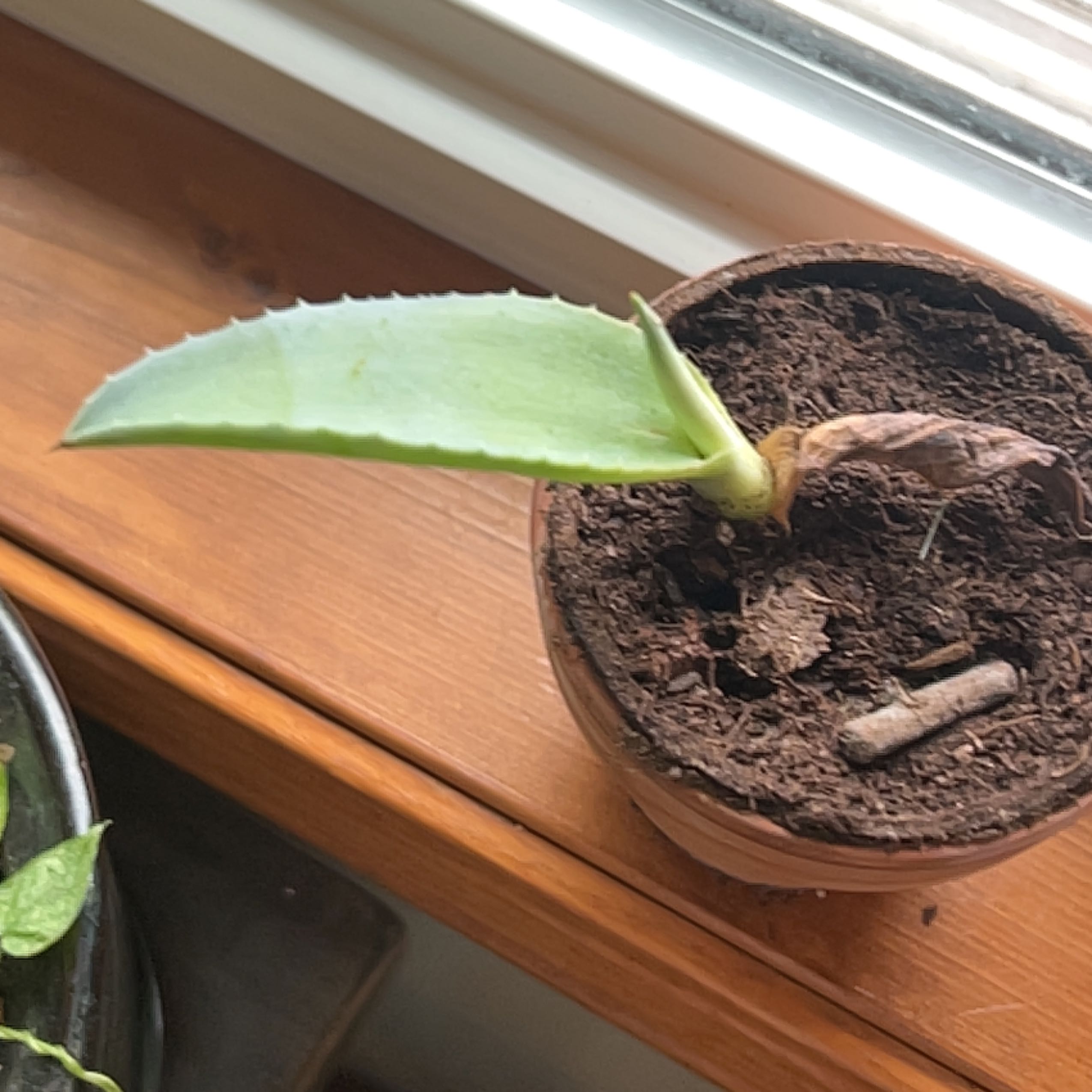 Healthy young century plant in pot, with hand pointing out one of the thick blue-green spiky leaves.