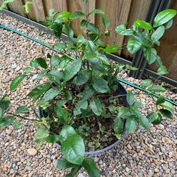 Star Jasmine plant