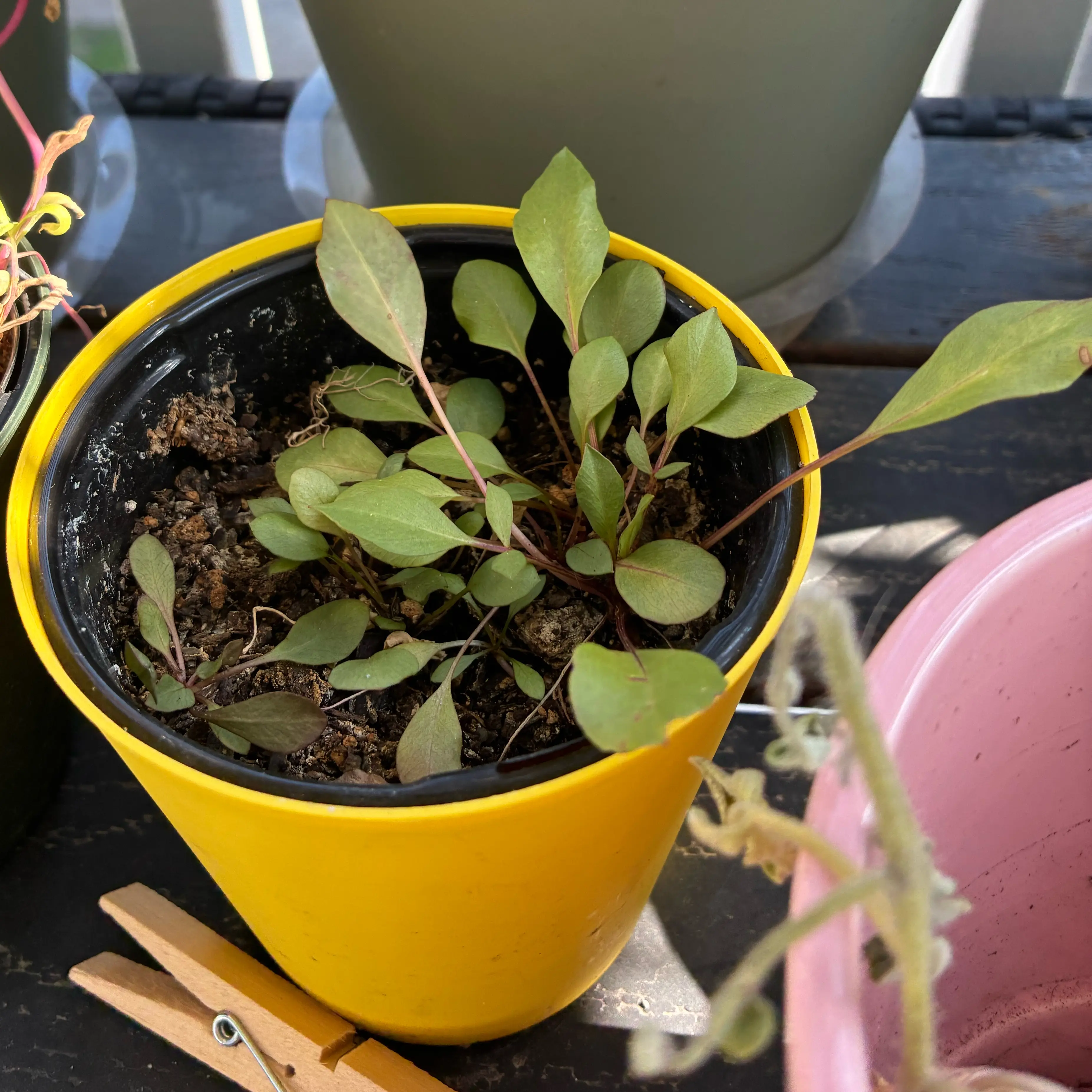 Photo of the plant species Confetti Garden® Trio Mix by @thereanimator named bill waterson on Greg, the plant care app