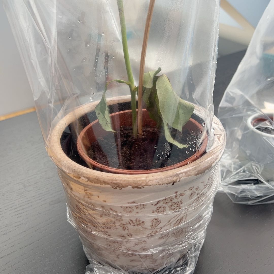 Photo of the plant species Tea Rose by @Athinapus named Vårin on Greg, the plant care app