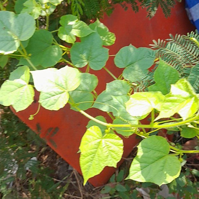 Photo of the plant species Fetid Passionflower by @WinEspicia91 named Anne on Greg, the plant care app