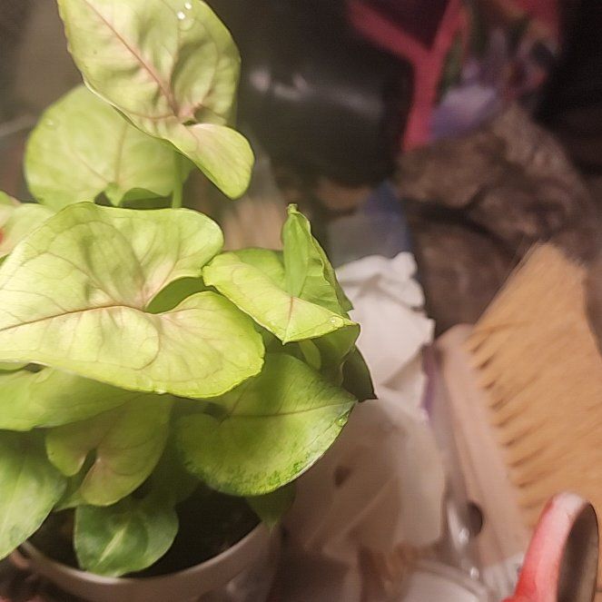 Photo of the plant species Syngonium cream alluison by @TopdogRedpalulu named Elle on Greg, the plant care app