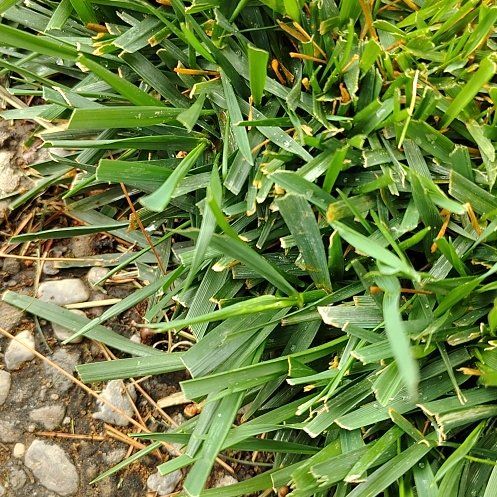 Photo of the plant species Tall Fescue by @PrudentAloevera named Fernie Saunders on Greg, the plant care app