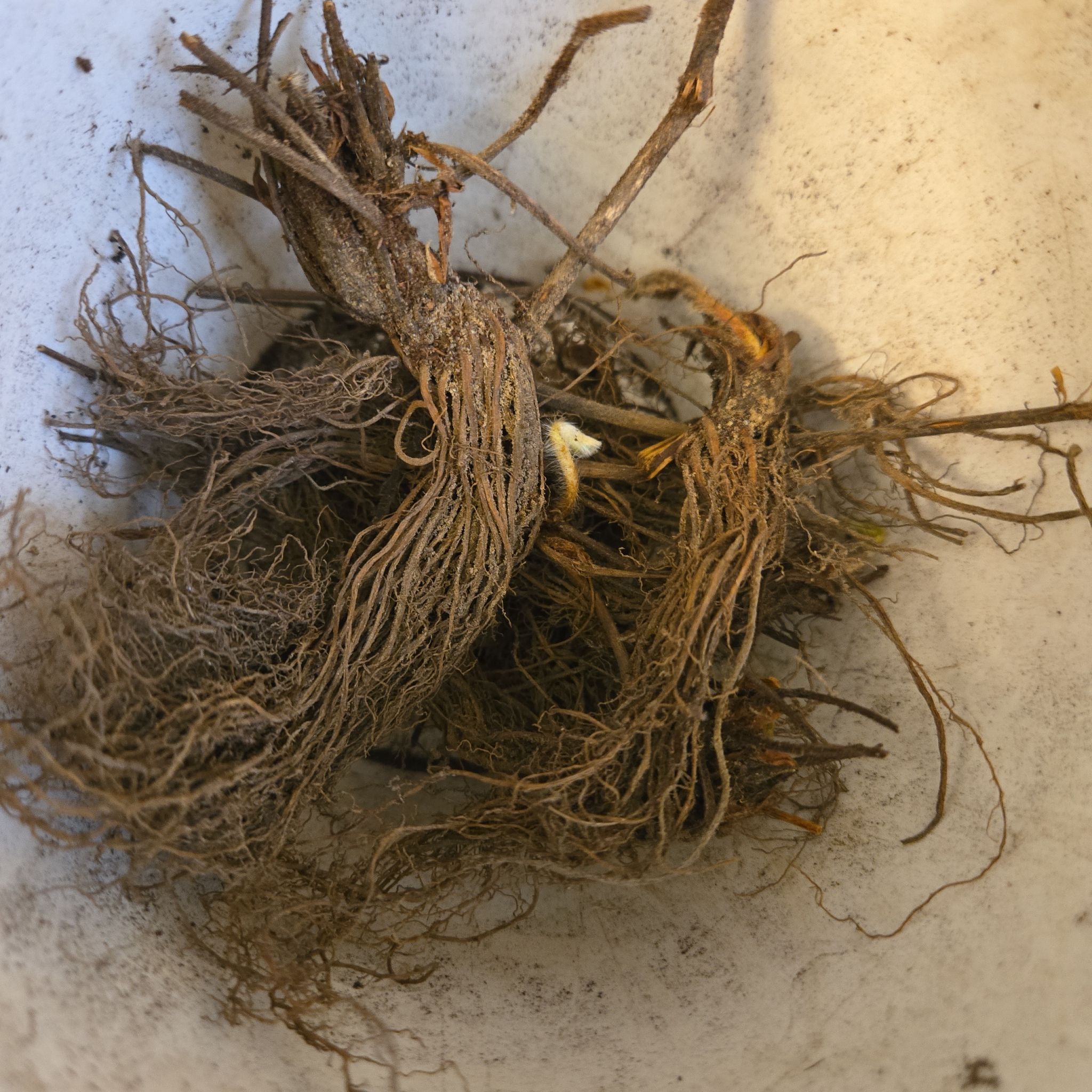 Photo of the plant species Ozark Beauty Strawberry by @BraveChollipo9 named Ozark Beauty on Greg, the plant care app