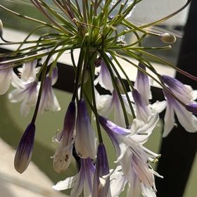 Photo of the plant species Blue Lily by @FunJuneplum13 named Zeus on Greg, the plant care app