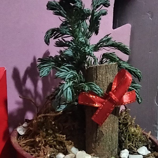 Photo of the plant species Dwarf Blue Siberian Pine by @RousingTutsan79 named Planty on Greg, the plant care app