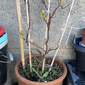 Photo of the plant species Kiwi 'solo' by @LuckyDidelta68 named Cleopatra on Greg, the plant care app