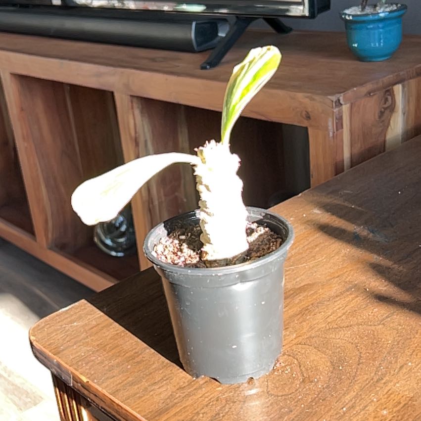 Photo of the plant species Variegated Euphorbia Poissonii by @HelperFreesia50 named Winston on Greg, the plant care app