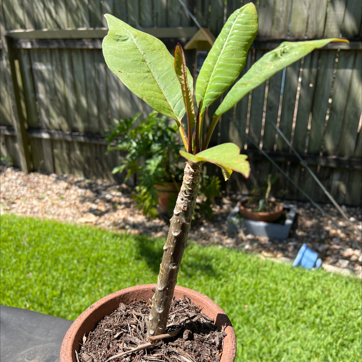 Young Red Frangipani plant in a pot with healthy green leaves, garden background.