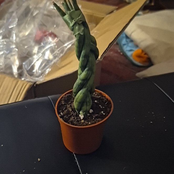 Photo of the plant species Starfish Snake Plant by @DapperSpinyrush named D - Anne Boleyn on Greg, the plant care app