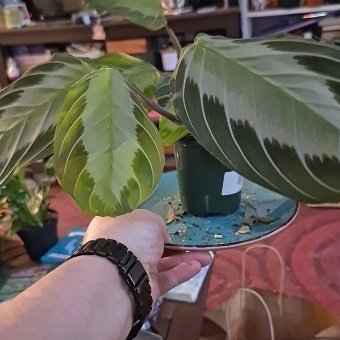 Photo of the plant species Prayer Plant by @DapperSpinyrush named L - Pippin on Greg, the plant care app