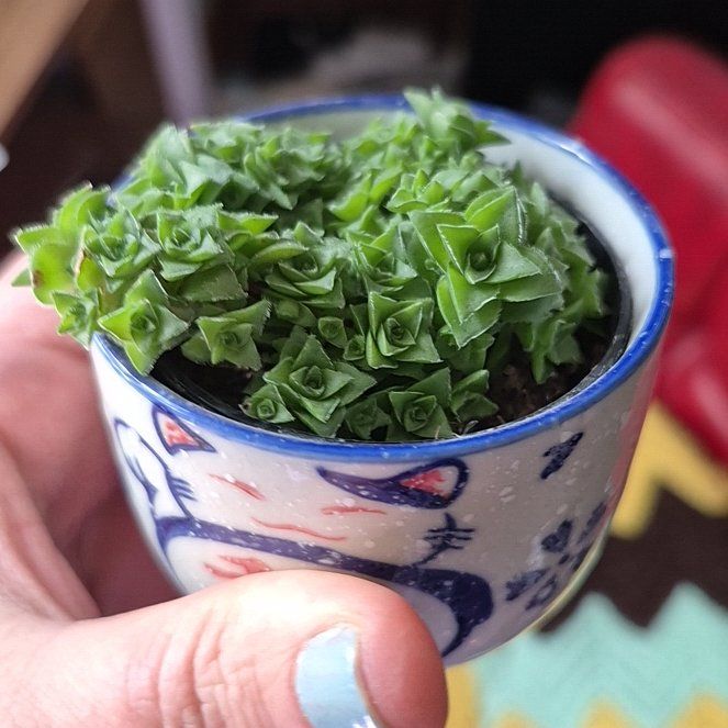 Photo of the plant species Ivory Towers by @DapperSpinyrush named L - Tetra on Greg, the plant care app