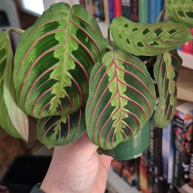 Photo of the plant species red prayer plant by @DapperSpinyrush named Be - Princess Peach on Greg, the plant care app