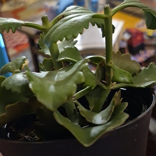 Photo of the plant species Tugela Cliff-Kalanchoe by @DapperSpinyrush named D - Luigi on Greg, the plant care app