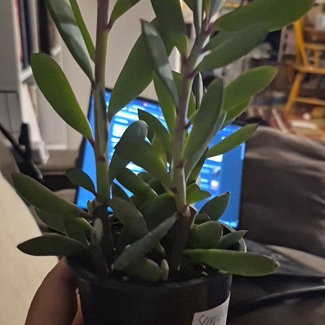 Photo of the plant species Vertical Leaf Senecio by @DapperSpinyrush named L - Merlin on Greg, the plant care app