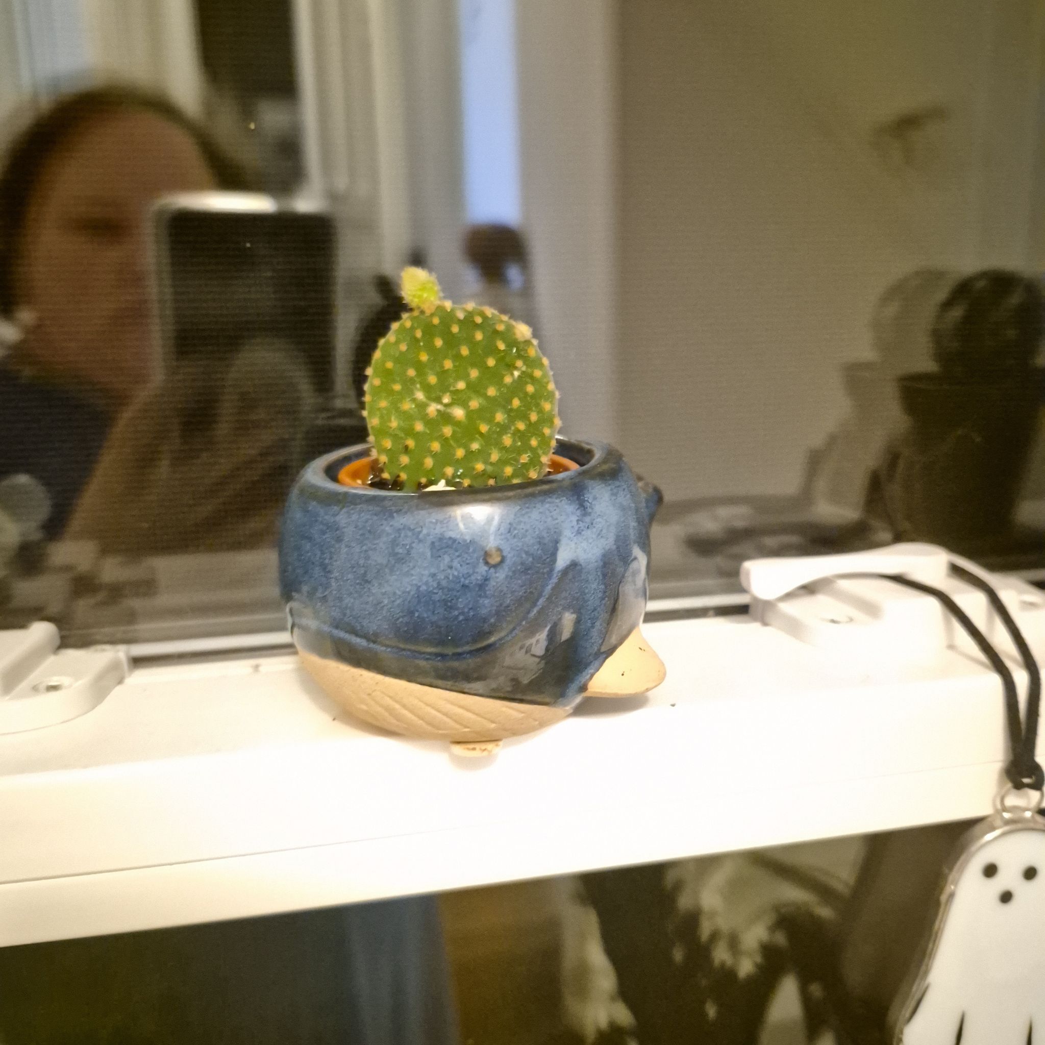 Photo of the plant species Crazy Bunny Ears by @DapperSpinyrush named U - Siuan Sanche on Greg, the plant care app