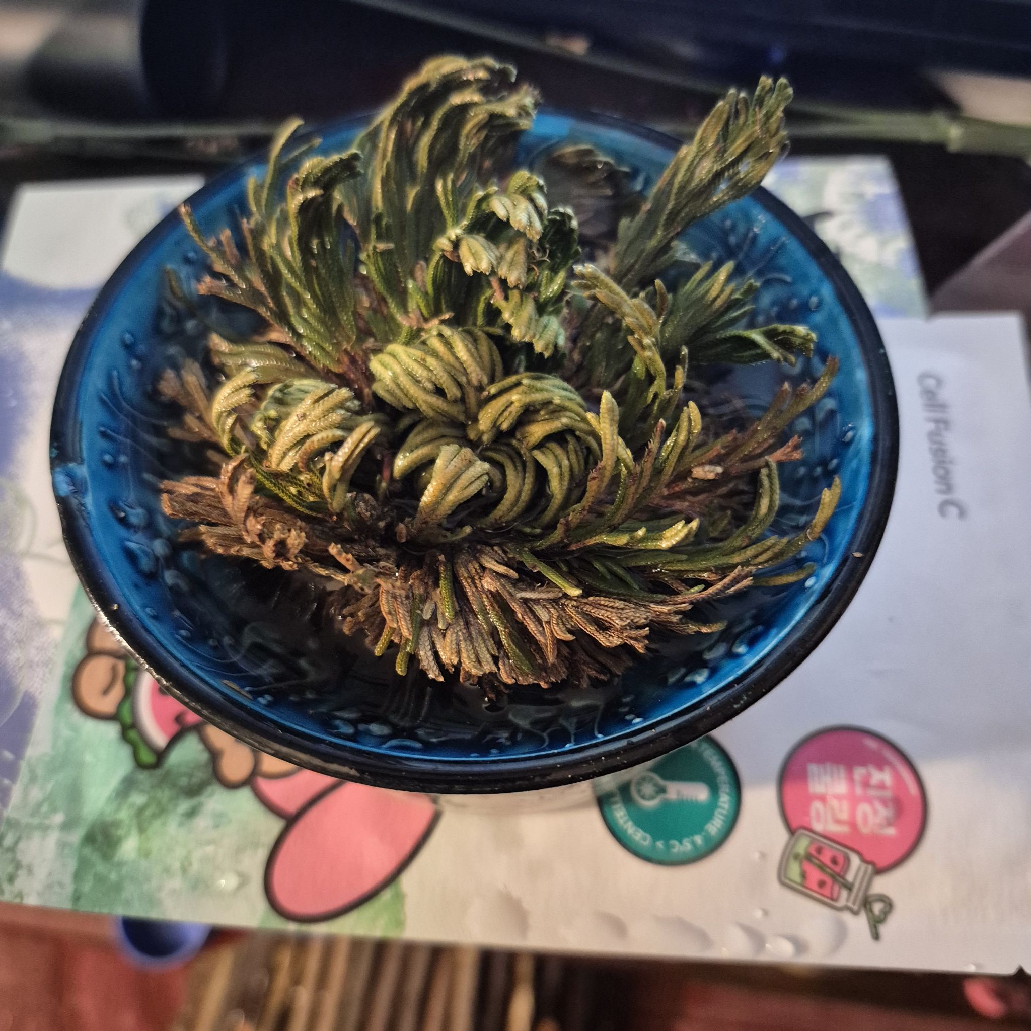 Photo of the plant species Rose of Jericho by @DapperSpinyrush named L - Eeyore on Greg, the plant care app