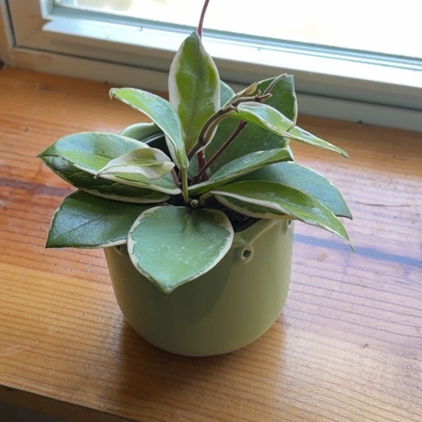 Photo of the plant species Hoya 'Shining Sea Star' by @SturdyMakole53 named Aria on Greg, the plant care app