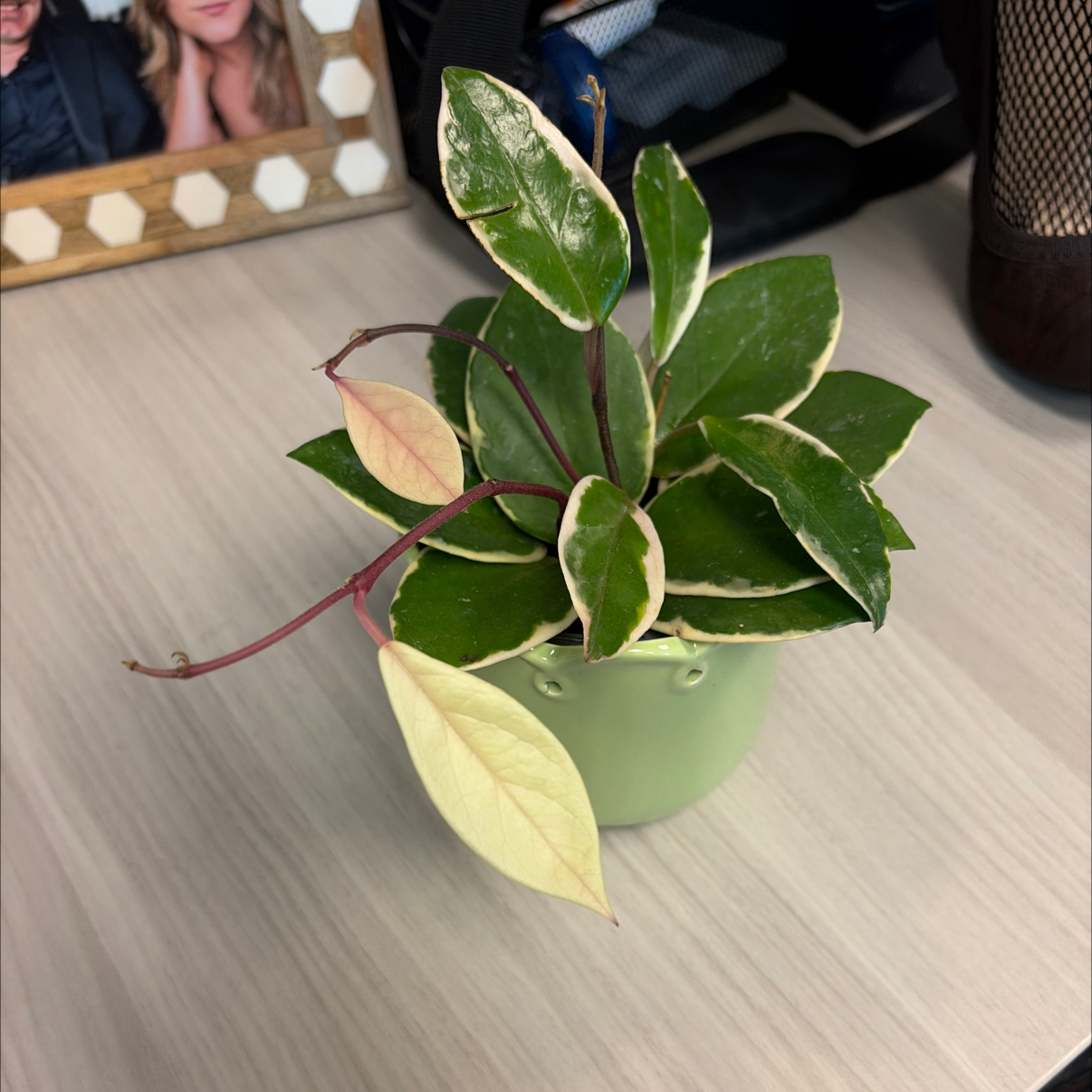 Photo of the plant species Hoya 'Shining Sea Star' by @SturdyMakole53 named Aria on Greg, the plant care app
