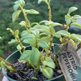 Photo of the plant species Peperomia 'Astrid' by @ProudlyOrchid69 named Mochi on Greg, the plant care app