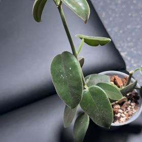 Photo of the plant species Hoya cummingiana sp. Bruno Purworejo by @FlyingFernmoss named Rainier on Greg, the plant care app