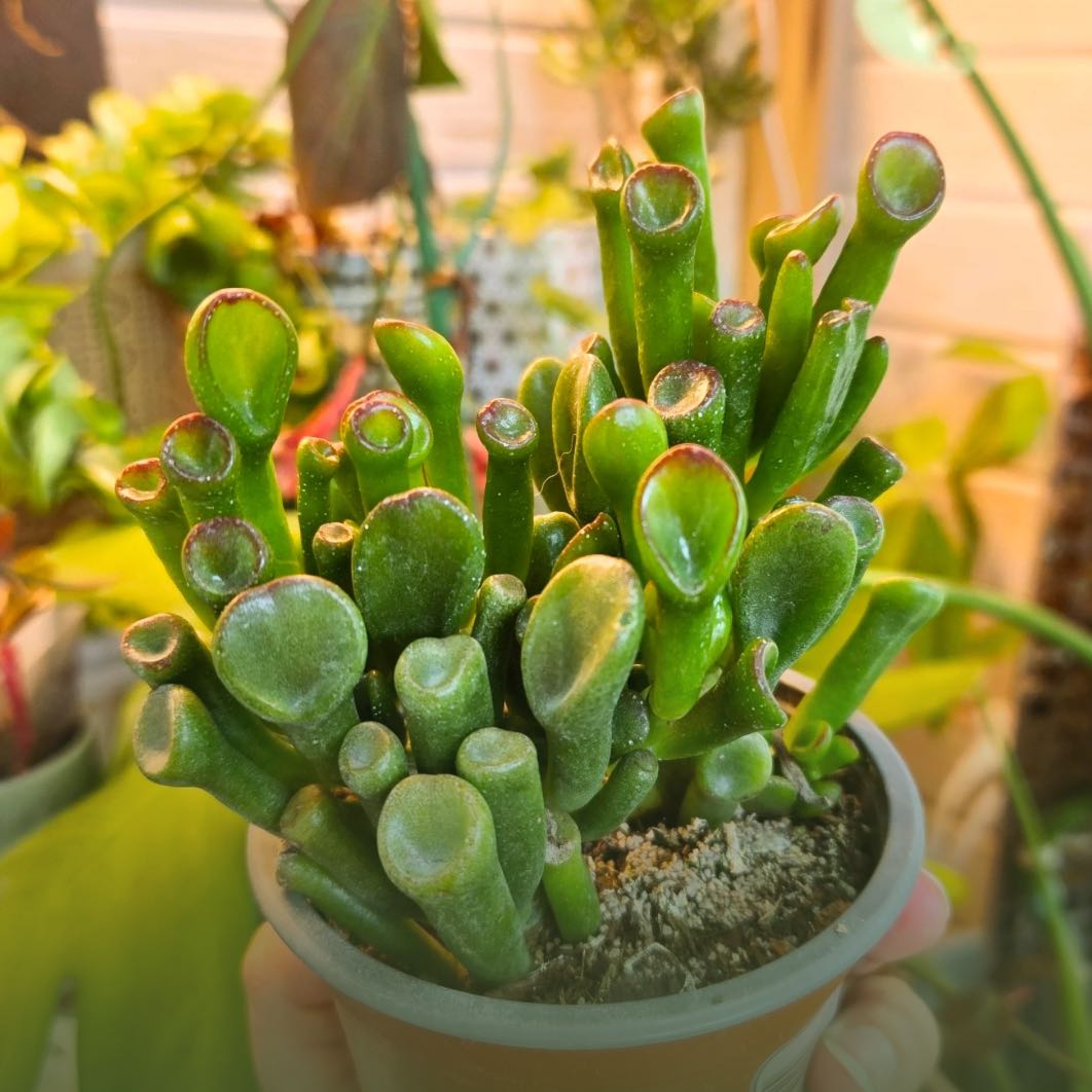 Photo of the plant species Ogre's Ears Jade by @RichNinebark21 named Ogre Ear Jade on Greg, the plant care app
